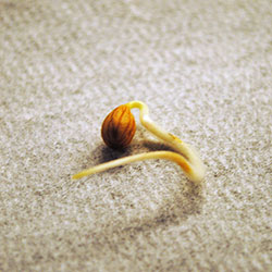 Odlingsråd körsbärsträdfrö som börjat gro