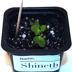 Odlingsråd Sorgflor myrten planta