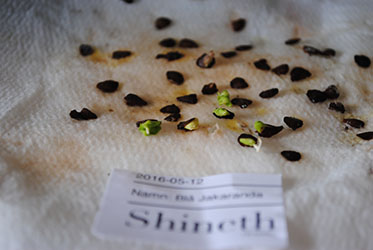 Odlingsråd Blå Jakaranda