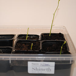 Odlingsråd Blåregn