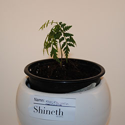 Odlingsråd Koelreuteria paniculata