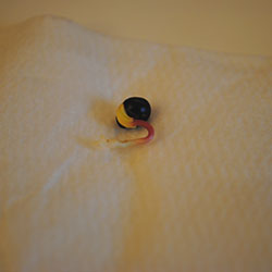 Odlingsråd Koelreuteria paniculata