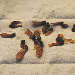 Odlingsråd lönnfrö som börjat gro