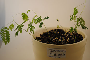 Odlingsråd Mimosa Silkesträd