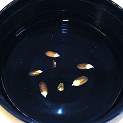 Odlingsråd Mimosa Silkesträd