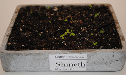 Odlingsråd Paulowniaplantor ca en månad