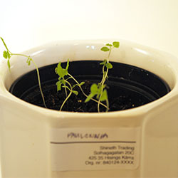 Odlingsråd paulowniaplantor