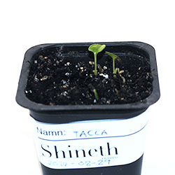 Odlingsråd tre månader gammal taccaplanta