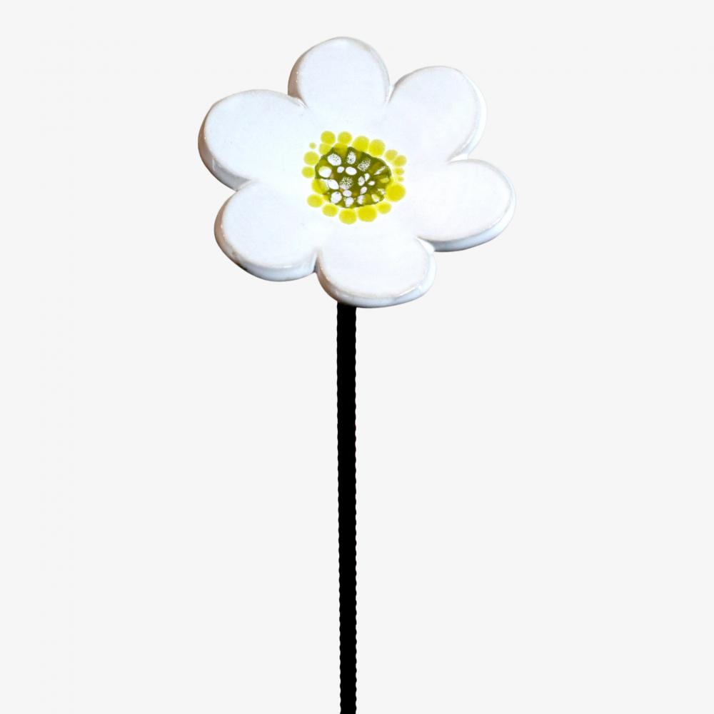 Vitsippa m.armeringspinne