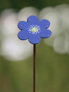 Blåsippa m.armeringspinne