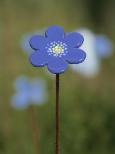 Blåsippa m.armeringspinne