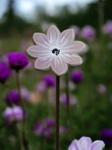 Aster Ljuslila m.armeringspinne