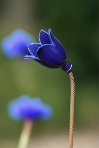 Blåklocka m.armeringspinne