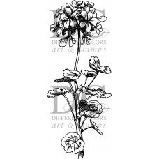 Different Colors Geranium