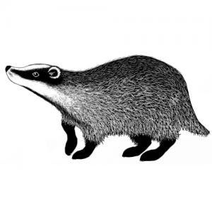 Lavinia Badger 2