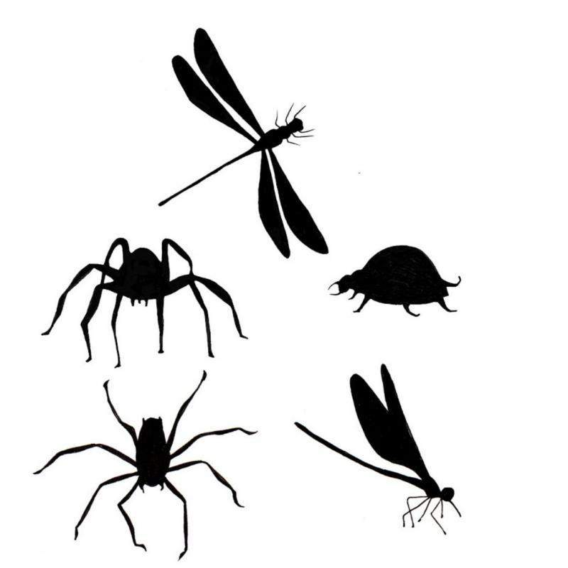 Lavinia Bugs