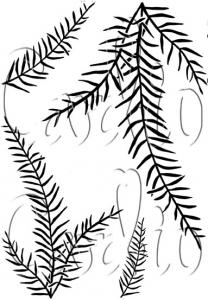 Collection Christmas Branches