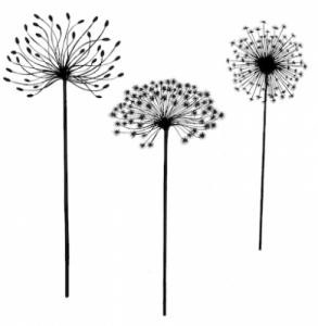 Lavinia Dandelions