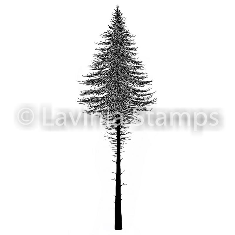 Lavinia Fairy Fir Tree 2
