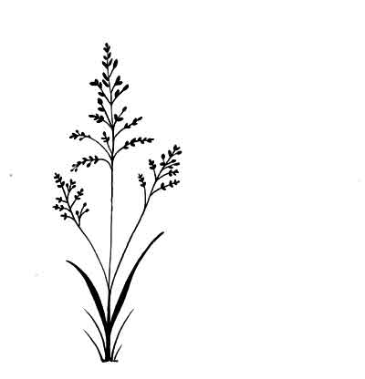 Lavinia Field Grass