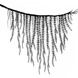 Lavinia Forest Spruce