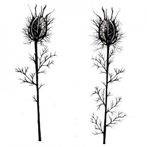 Lavinia Nigela Damascena