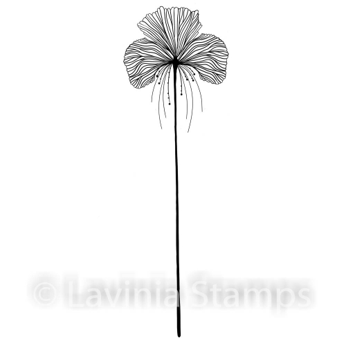 Lavinia Single Fairy Orchid