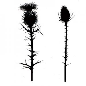 Lavinia Thistles