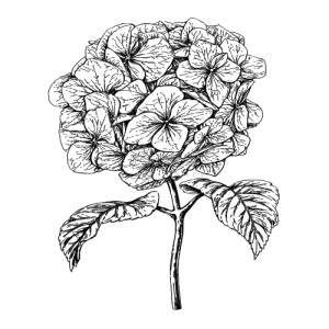 Unique Hortensiabloem