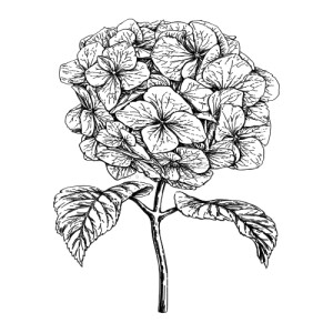 Unique Hortensiabloem