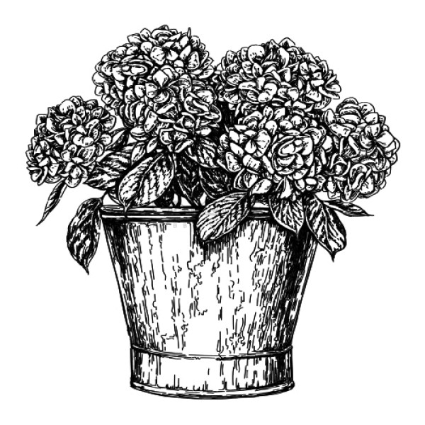 Unique Hortensia in pot