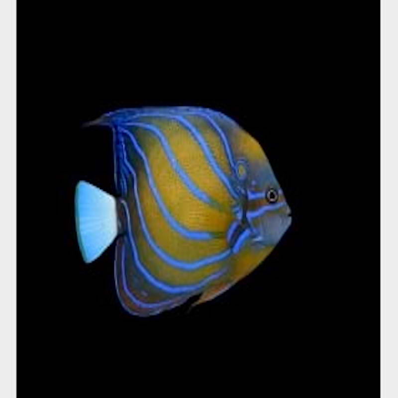 Pomacanthus annularis "Blue ring angelfish" XL