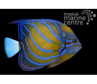 Pomacanthus annularis "Blue ring angelfish"