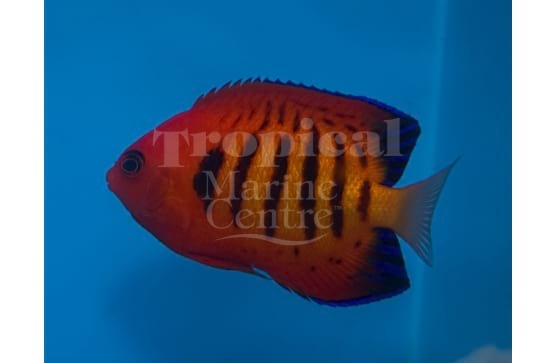 Centropyge loriculus, Flame Angel