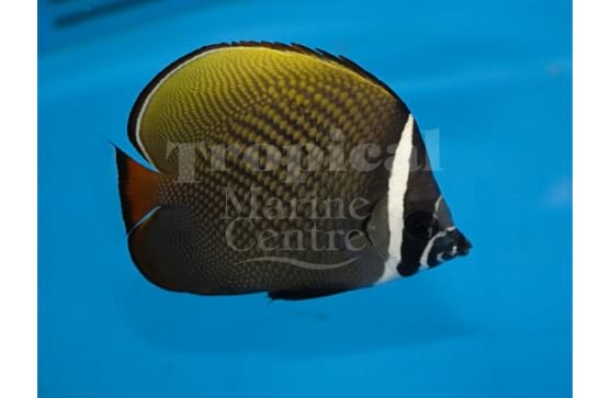 Chaetodon collare "Collare Butterfly"