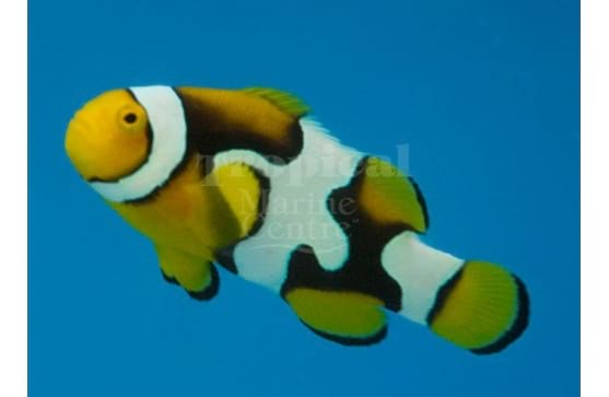 Amphiprion percula "Picasso  Clownfish"