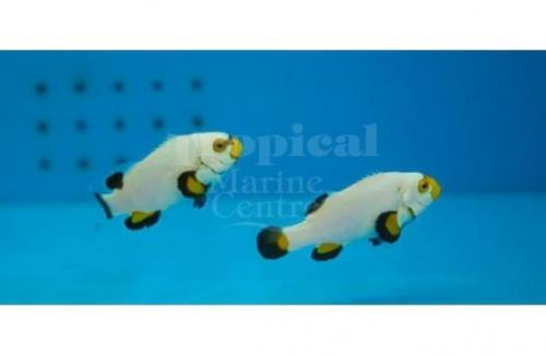 Amphiprion percula "Platinum"