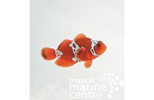 Premnas biaculeatus "Lightning Maroon Clownfish"