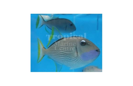 Xanthichthys auromarginatus "Blue Throat Trigger"