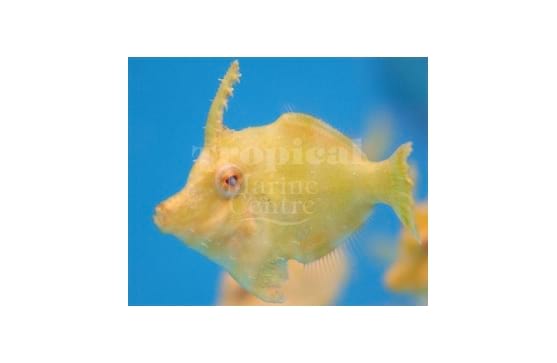 Acreicthys tomentosus "Aiptasia Eating Filefish"