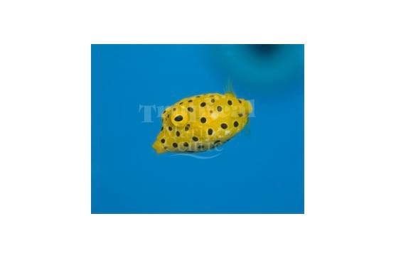 Ostracion cubicus "Yellow Boxfish"