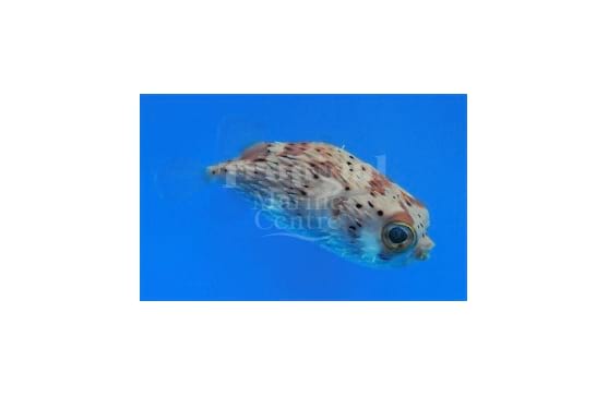 Diodon holocanthus "Porcupine Puffer"