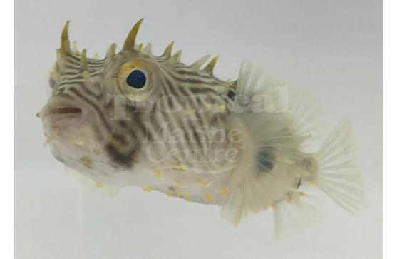 Chilomycterus schoepfii "Spiny Boxfish"