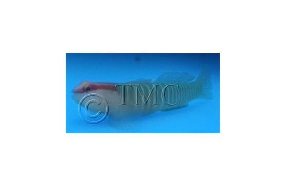 Elacatinus multifasciatus "Christmas Nano Goby"