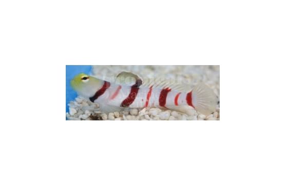 Stonogobiops dracula "Dracula Goby"