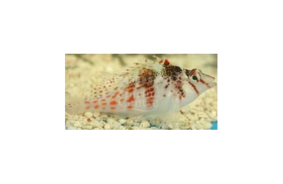 Cirrhitichthys falco "Red Spotted Hawkfish"