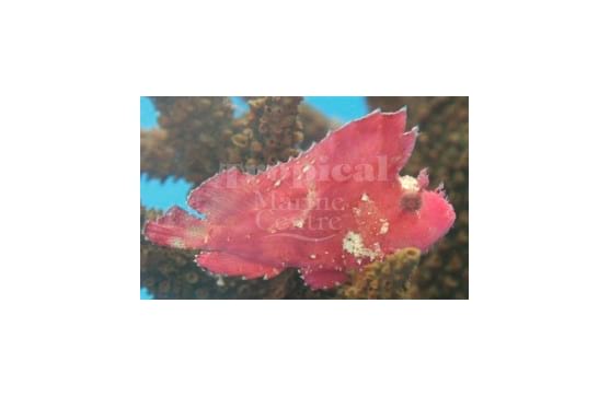 Taenianotus triacanthus "Red Leaf Fish"
