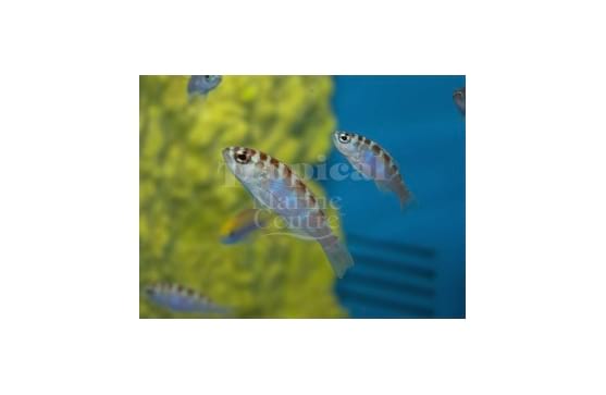 Serranus tortugarum "Chalk Bass / Caribbean Blue"