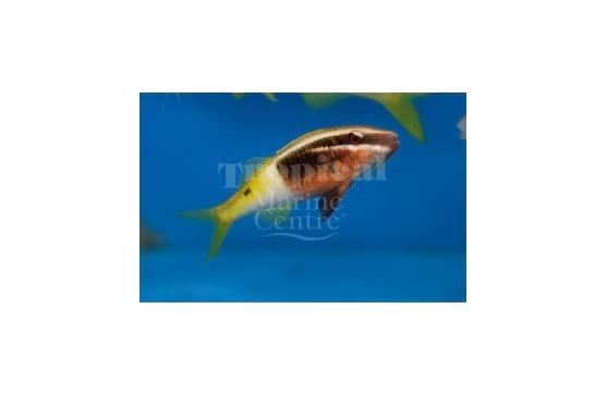 Parupeneus barberinoides "Bicolor Goatfish"