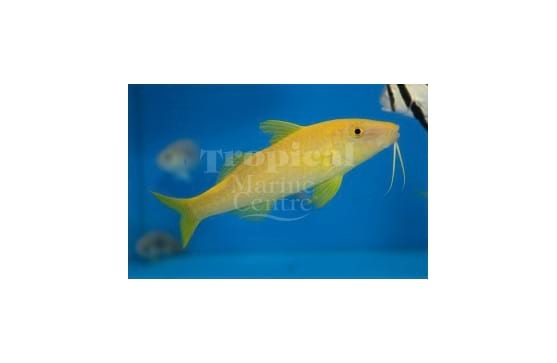 Parupeneus cyclostomus "Yellow Goatfish"